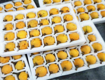 EVA泡棉廠家-琵琶托用哪種包裝材料？